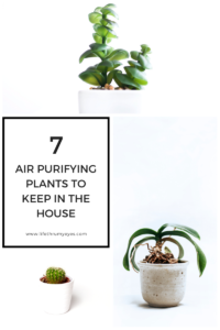 Air purifying plants