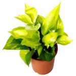 Top 7 Air purifying plants to keep in the house #CauseAChatter