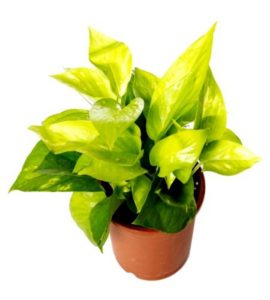 Air purifying plant