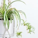 Theme Reveal- A2Z Blogchatter “Plants Mera Pyar”