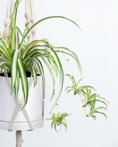 pet-friendly house plants
