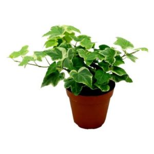 Air purifying plant