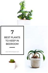 Best plants for bedroom