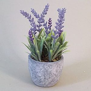 Best plants for bedroom