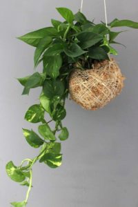 Kokedama