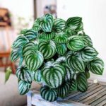11 Pet-friendly house plants that are safe for cats and dogs