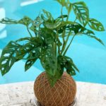 Kokedama Art- How to make your house beautiful with this Japanese art
