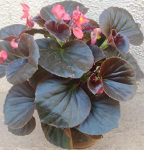 Flowering house plants