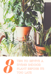 Tips to revive a DYING plant