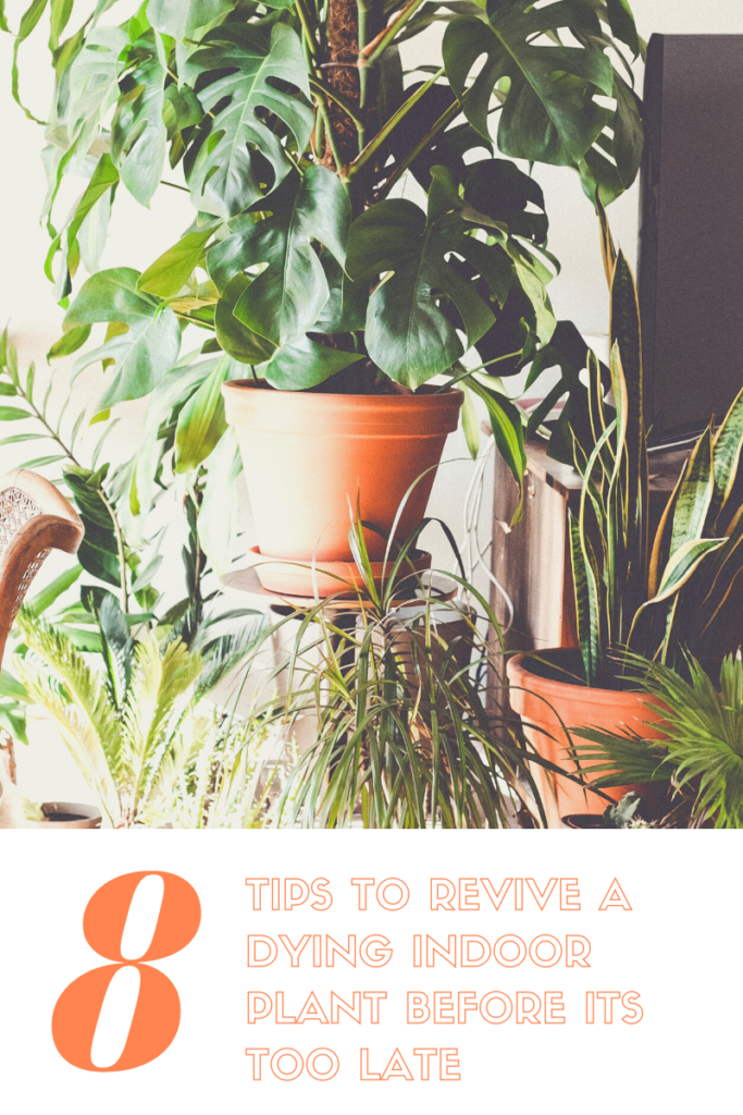 8 Top Tips To Revive A Dying Plant Before Its Too Late 8 Top Tips To Revive A Dying Plant Before Its Too Late