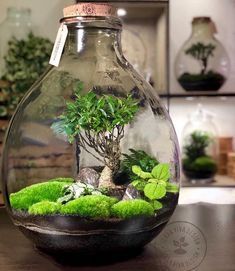 Terrarium