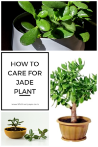 Jade Plant 