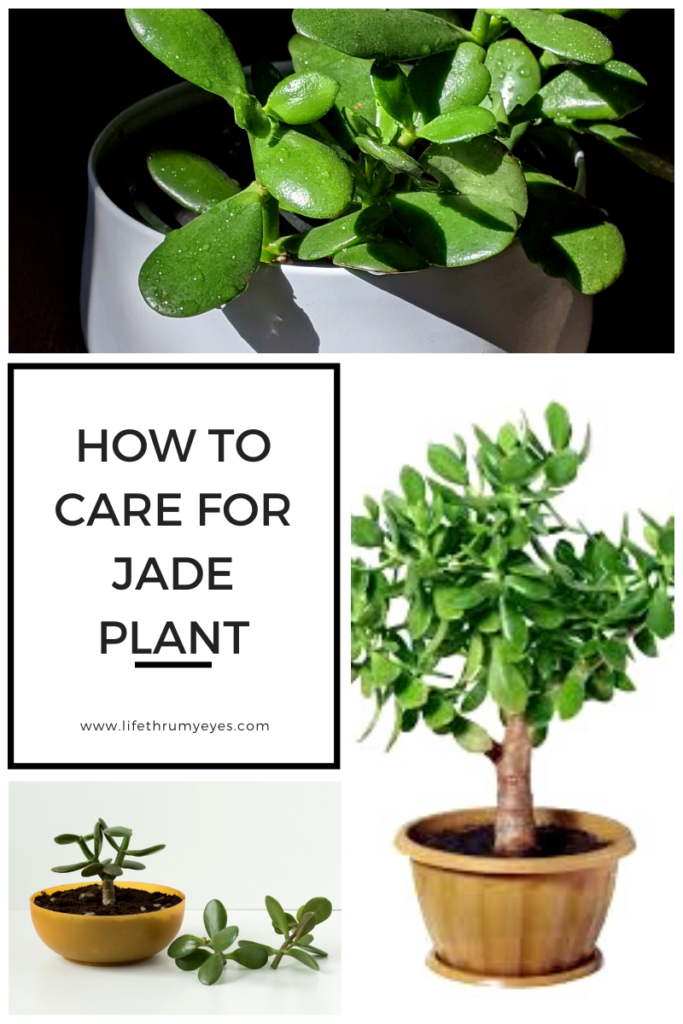 Jade Plant, Tips and Tricks to growing the healthy plant
