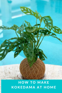 Kokedama