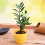E for 10 Easy to grow and manage houseplants in India
