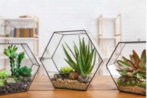 Terrarium