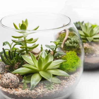This is how you can make a Terrarium garden at home