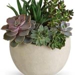 Tips on how to grow and take care of Succulents at home