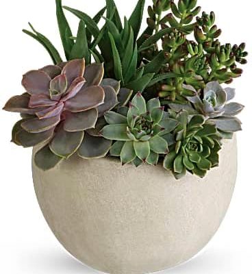 Tips on how to grow and take care of Succulents at home