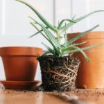 8 Tips to revive a DYING plant before its too late