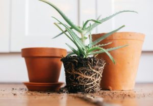 Tips to revive a DYING plant