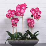 X-factor- Some of the most stylish and beautiful plant to keep at home