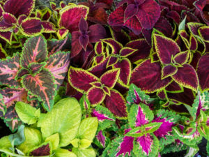 Outdoor Plants for landscaping 