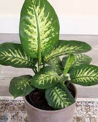 Indoor Big leaf Plants