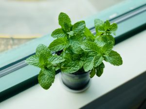 Herbs to grow in your kitchen garden 