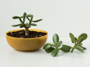 Jade Plant