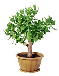 Jade Plant