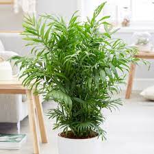 pet-friendly house plants