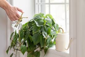 techniques of watering plants