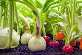 Vegetable gardening 