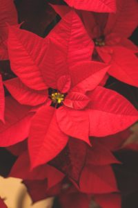 Flowering house plants