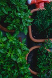 Herbs to grow in your kitchen garden