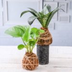 C for Creative ways of decorating your house with plants