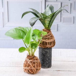 decorating your house with plants