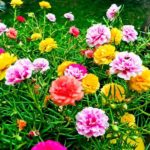 Top 8 Outdoor plants for landscaping in your garden