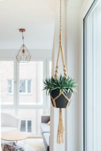 decorating your house with plants 