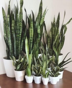 10 Easy to grow and manage houseplants