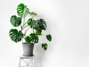 Indoor Big leaf Plants