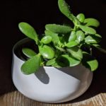 Jade Plant- Tips and Tricks to growing the healthy plant