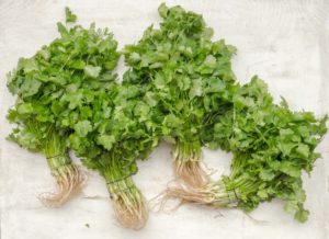 Herbs to grow in your kitchen garden 