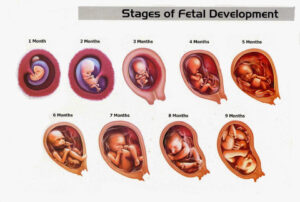 Development of a fetus